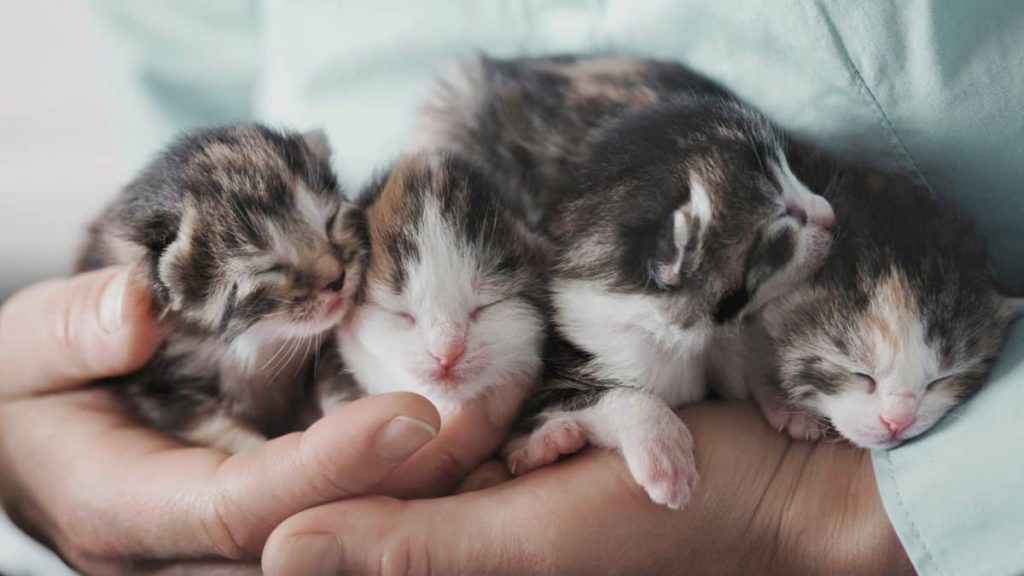 Spring is puppy and kitten season
