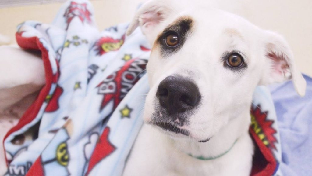 Sponsor a blanket