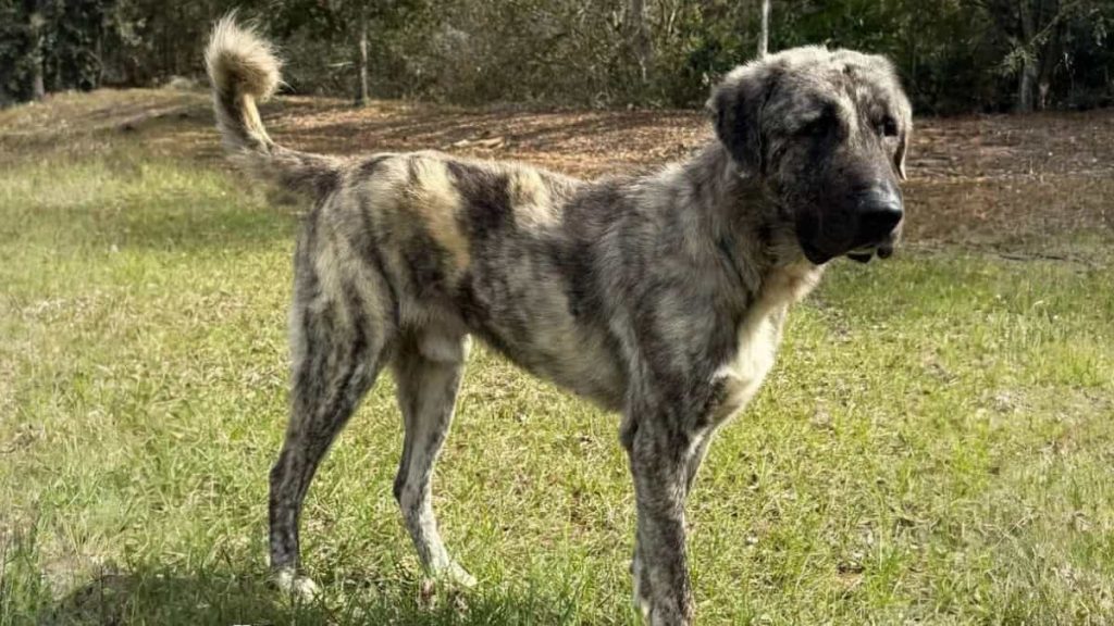 Spotlight on Adoptables - Eeyore