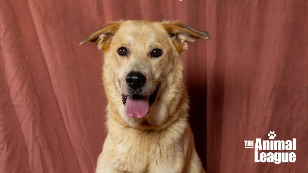 Meet Fiona, an affectionate, yellow/tan Labrador Retriever