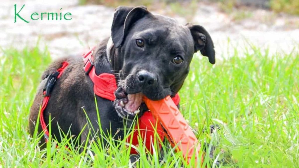 Meet Kermie, an athletic, black Labrador Retriever/Staffordshire Terrier