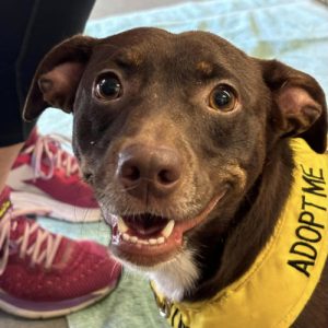 Fancy, a chocolate Dachshund Terrier, proudly wears her yellow "Adopt Me" harness.