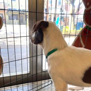 One of our white and tan hound blend puppies watches activity in market through the doors of our Thrift Shop.