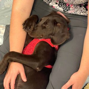 One of our black Dachshund puppies falls fast asleep whilst receiving cuddles in a visitor's lap.
