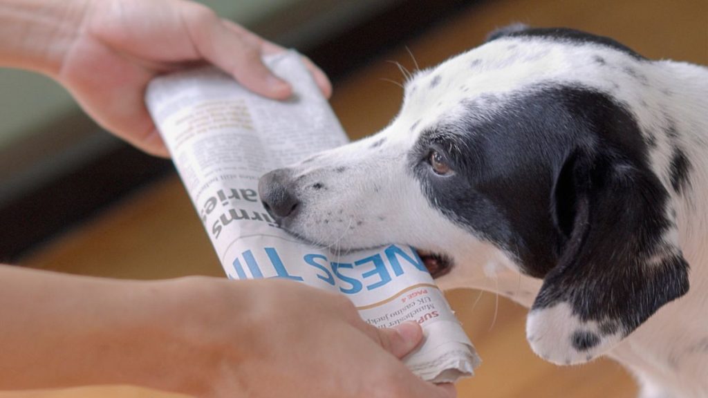 Puttin' Fore Paws, Fostering And Thanks [News - August 2025]