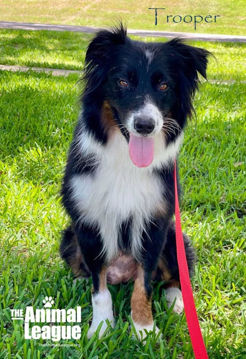 Trooper, a black, white and tan Australian Shepherd, sits on the lawn with a big smile and tongue lolling out.