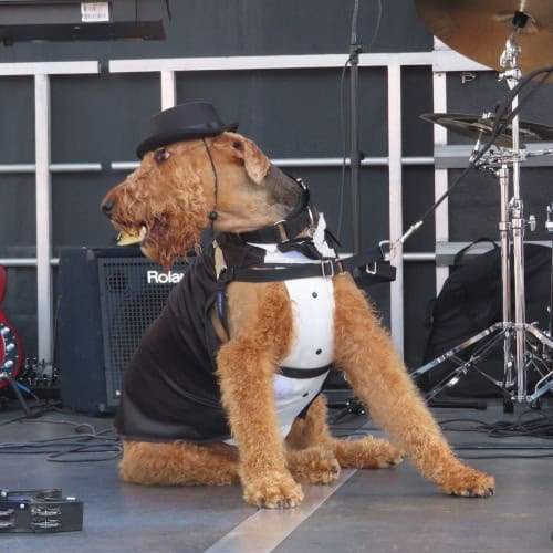 An Airedale Terrier looks about to break into the Blues, posing in front of the drumkit in a suit and bowler hat.
